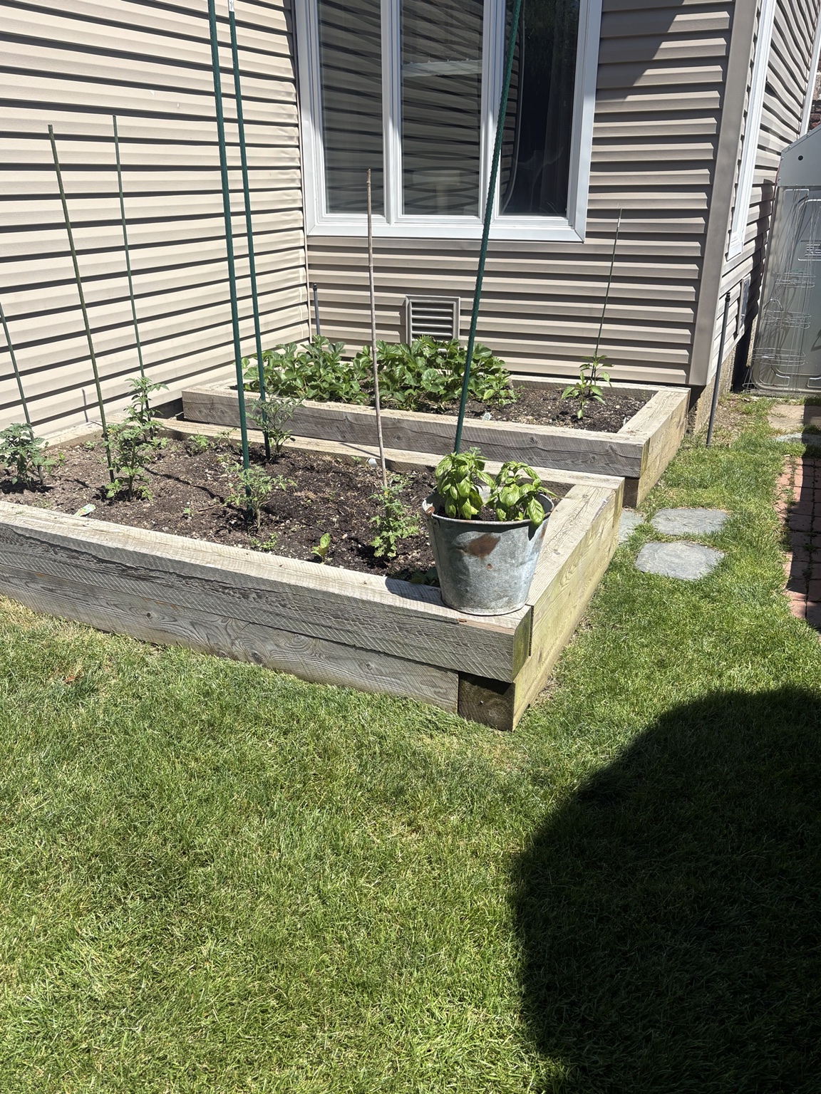 Raised timber vegetable garden beds